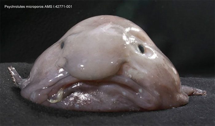 Blobfish changing shape when brought to the surface.