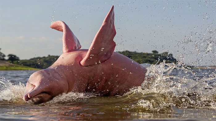 An Amazon river dolphin jumping in a flooded forest in Rio Negro, Brazil.