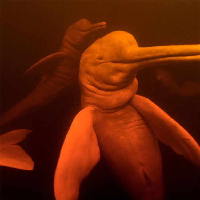 The Amazon river dolphin, also known as boto, is found throughout the Amazon river basin.