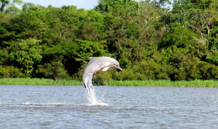 The Amazon river dolphin is the largest freshwater dolphin in the world.
