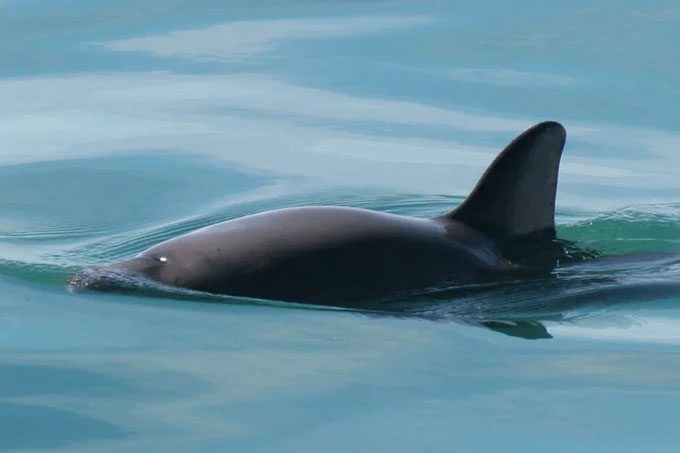 Only 10 Vaquita individuals survive.