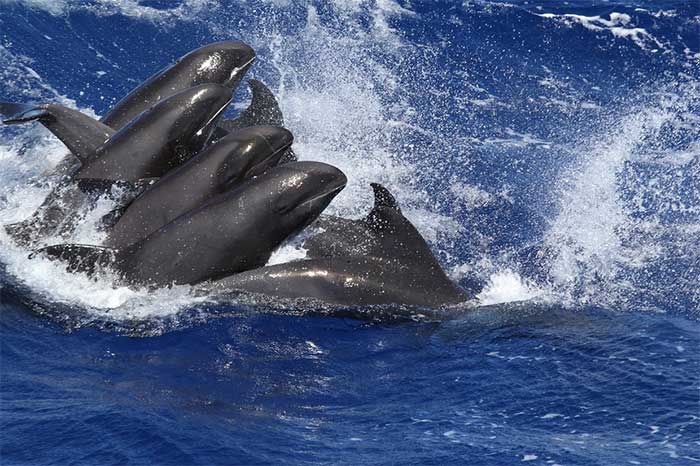 Microplastics also pose a threat to all other animals