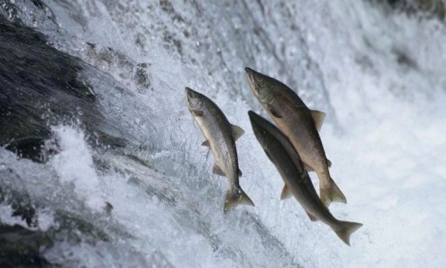 Salmon swimming upstream to return to their birthplace to spawn.
