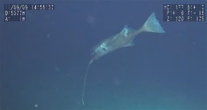 Lanternfish