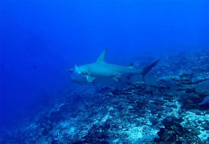 Hammerhead sharks