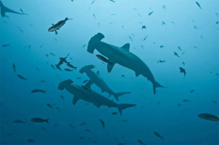 Female hammerhead sharks have mysteriously gathered in the area between the coral islands of Tikehau and Rangiroa