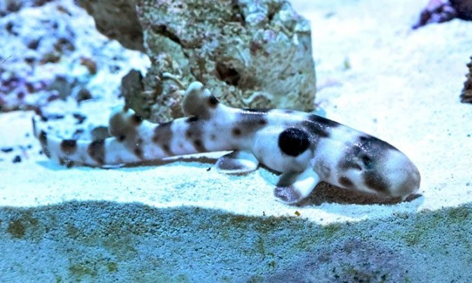 Healthy and well-fed epaulette shark pup.