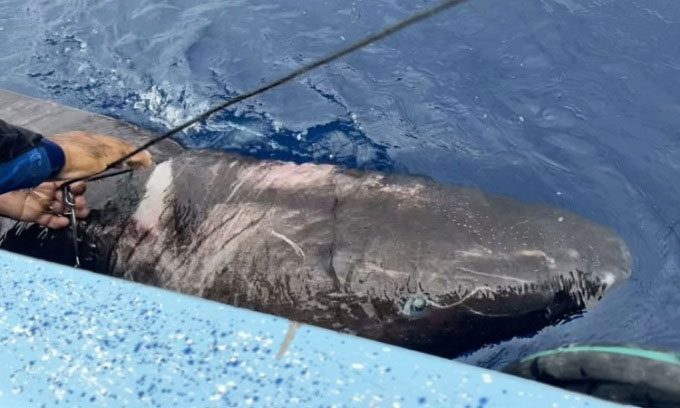 Greenland shark off the coast of Belize