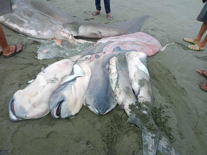 Adult large mouth shark (in the back) and young.