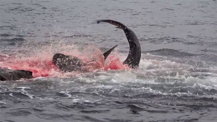 Galapagos sharks hunting seals.