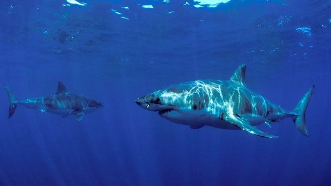 Great white sharks are typically solitary animals