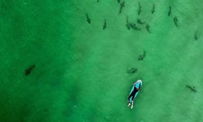 Sharks Surrounding a Surfer at New Smyrna Beach.