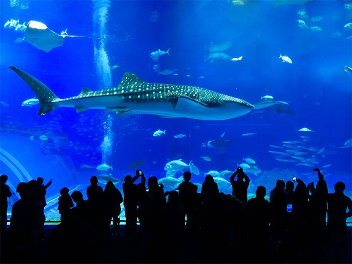 Whale sharks need a sufficiently large space for free swimming.