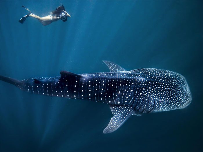 In their natural environment, whale sharks primarily eat fish and other marine creatures.