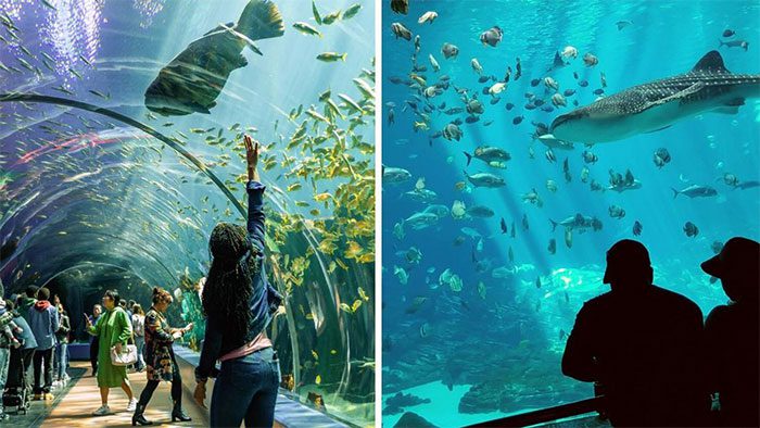 Aquarium tanks also need to pay attention to the behavior of whale sharks.