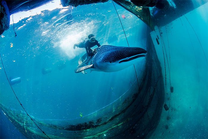 Aquariums must provide an appropriate environment for whale sharks to swim and dive.