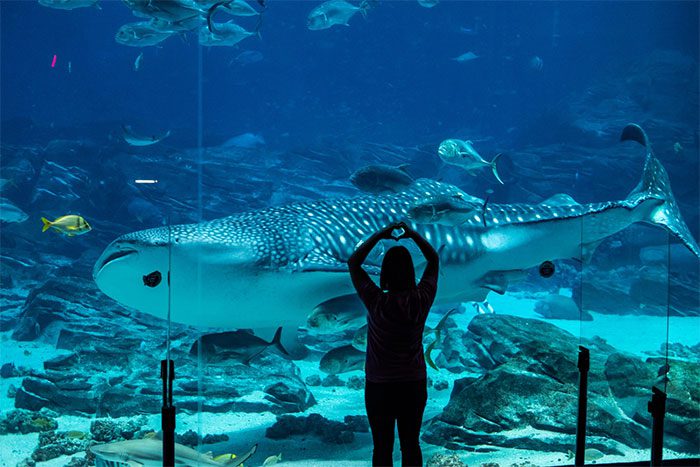 Dependence on human-provided food affects the health of whale sharks.