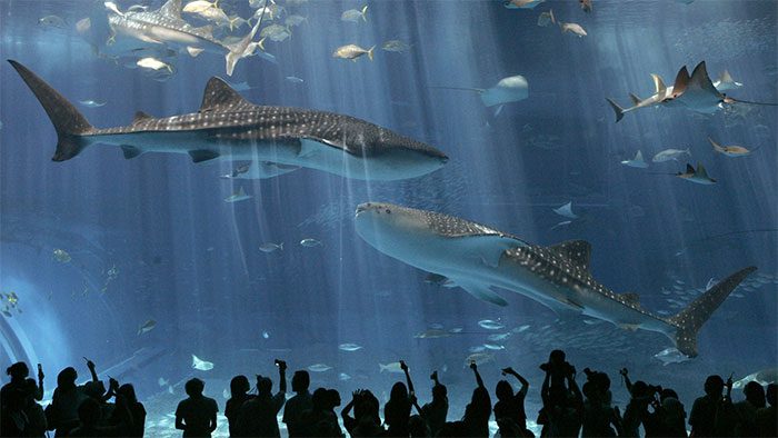 Whale sharks are colossal creatures of the ocean