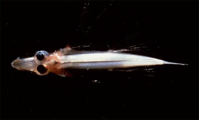 Spookfish