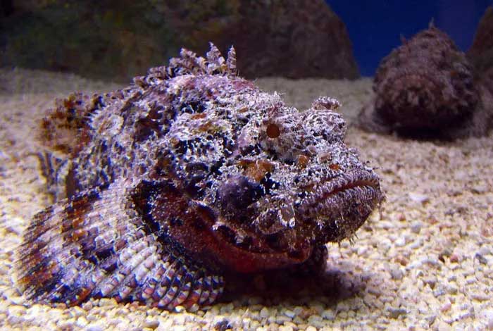 Rock Fish