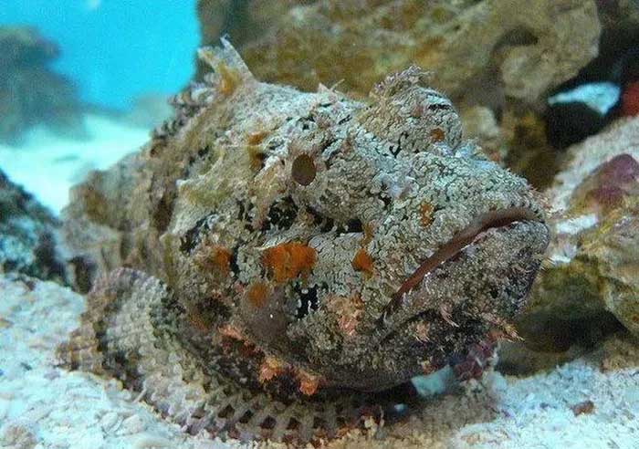 Stonefish