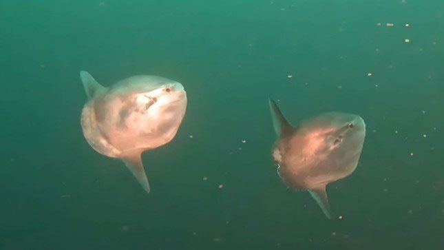 Two juvenile sunfish swimming together off the coast of British Columbia.