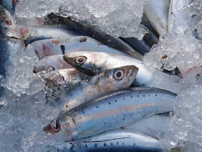 Sardines