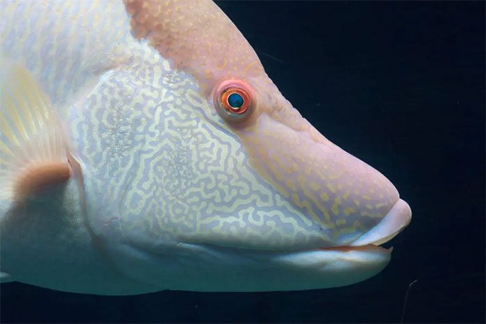 Hogfish change color to camouflage and escape predators.