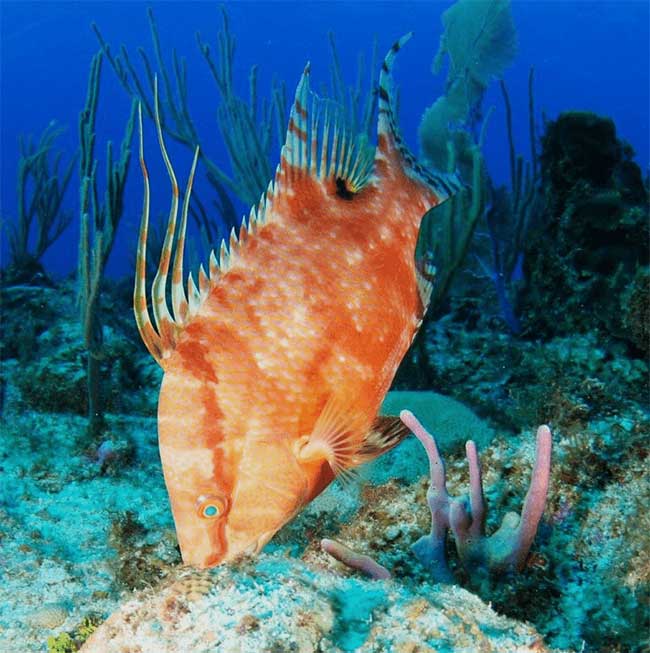 Hogfish typically live near coral reefs.