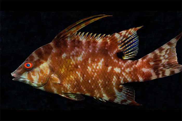 Hogfish, a common fish in the Atlantic Ocean.