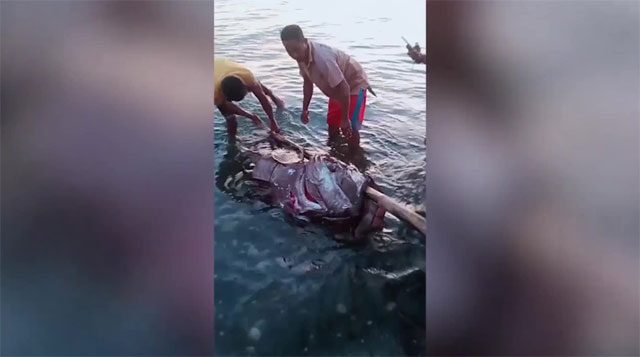 Local residents excitedly pulling the giant grouper weighing 190kg out of the sea.