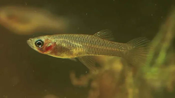 Adult mosquito fish can grow up to 8 cm long, are very aggressive, and often attack fish of the same size.