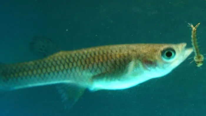 During the day, mosquito fish usually dive to the bottom, and at night, they come up to hunt for food.