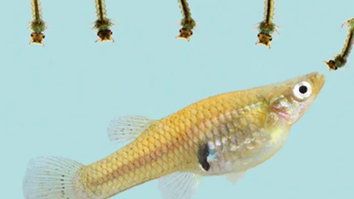 A single mosquito fish can consume 40-100 larvae each day.