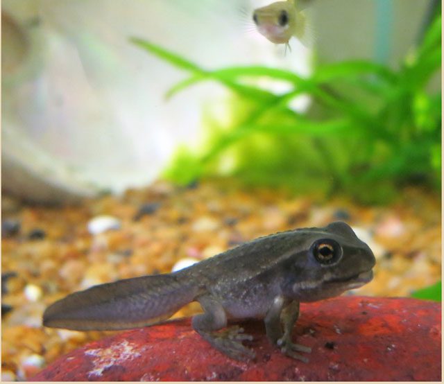In Australia, mosquito fish often nibble on the tails of native tadpoles, causing their demise.