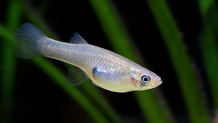 There are over 40 species of mosquito fish in nature, mainly living in freshwater.