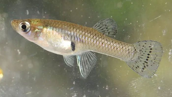 ca muoi 5