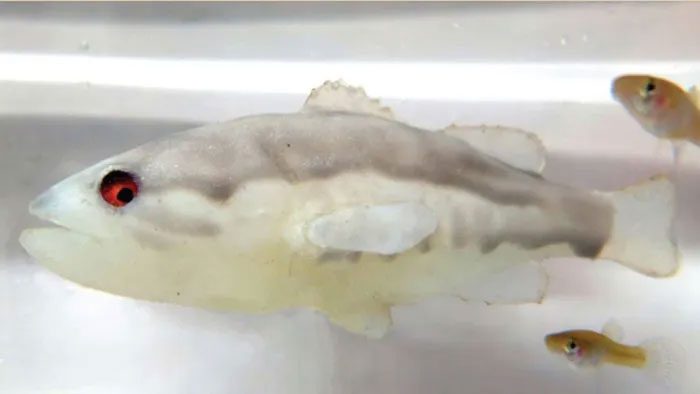 As a result, scientists have developed robot fish to prevent the invasion of this species.