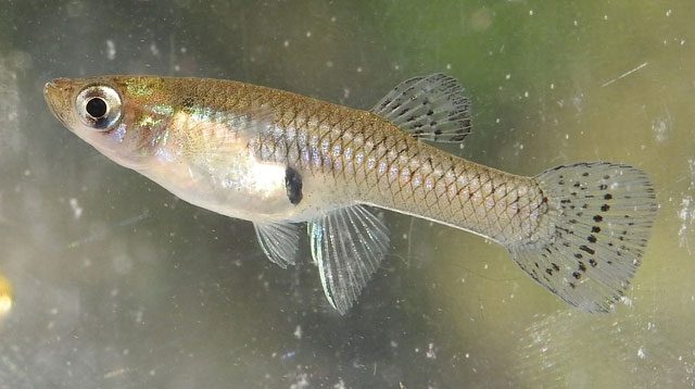ca muoi 8