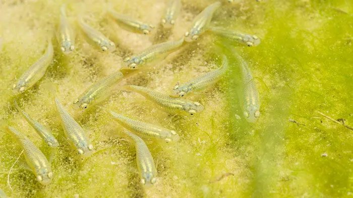 The mosquito fish is very small, with a bright yellow body that has a slight blue sheen, a large belly, small teeth, a pointed mouth, and large eyes.