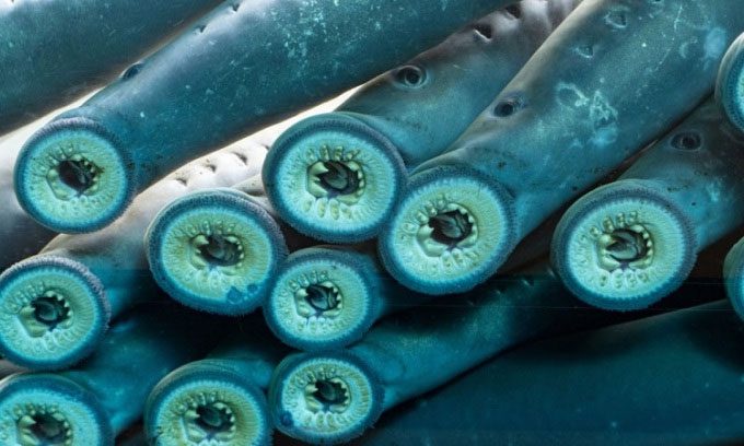 The mouth structure of the lamprey helps it attach to prey to suck blood.