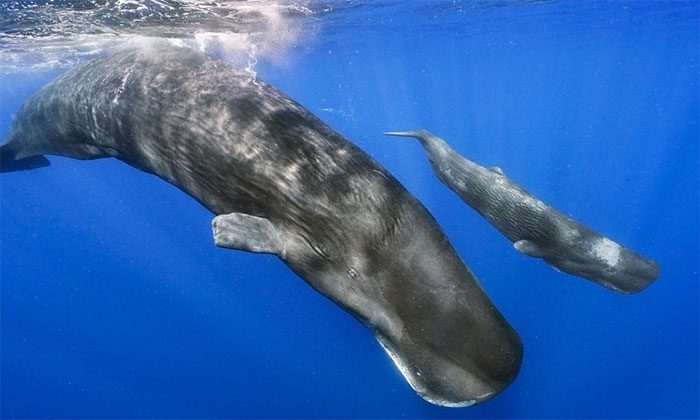 An extremely rare birth of a sperm whale.