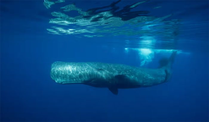 It is estimated that around 500 sperm whales live in the waters surrounding Dominica
