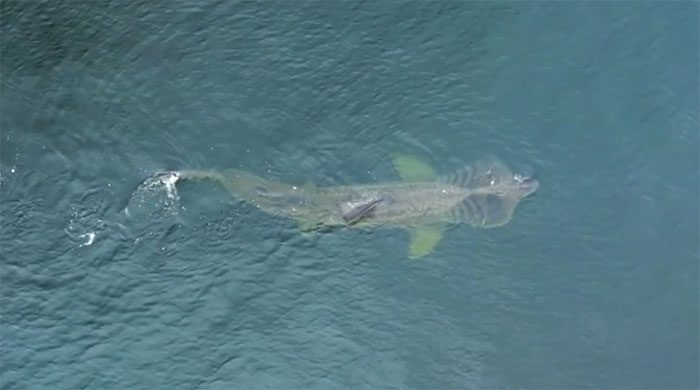 This gigantic shark with a peculiar shape is called a basking shark