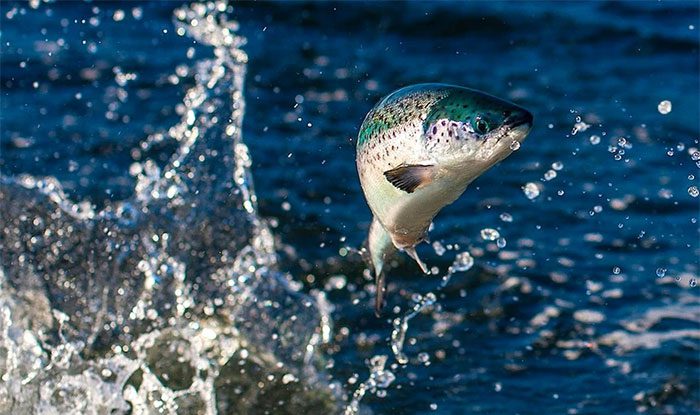 Fish jumping out of the water may be due to stress or fear.