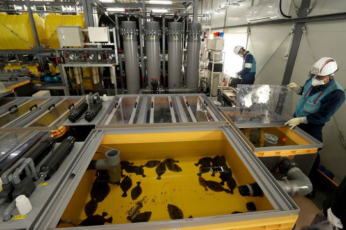 Flounder raised in treated water tanks from Fukushima Daiichi nuclear power plant