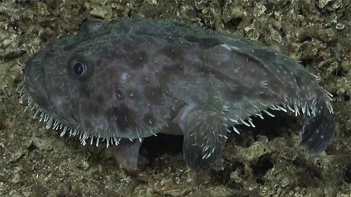 Fishermen call the goosefish "sea devil" due to its bizarre appearance.