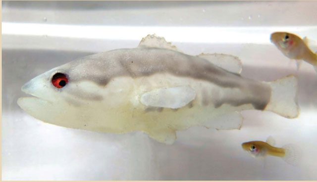 Close-up of a robotic fish designed to hunt the invasive mosquito fish.