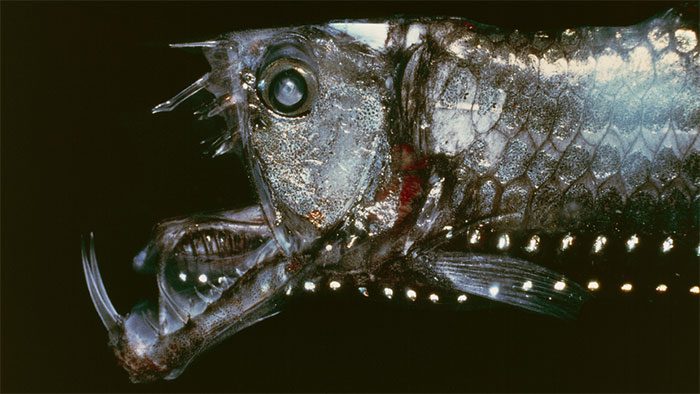 Sloane's Dragonfish (Chauliodus sloani).