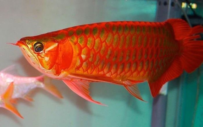 The demand for dragon fish is increasing both globally and domestically.